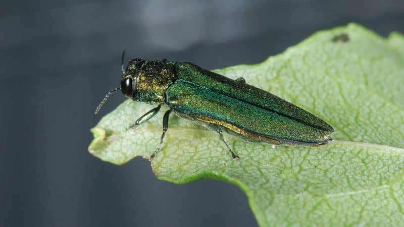 emerald ash borer on leaf