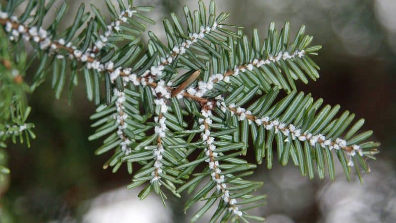 close up of pine tree afflicted with Hemlock Woolly Adelgids
