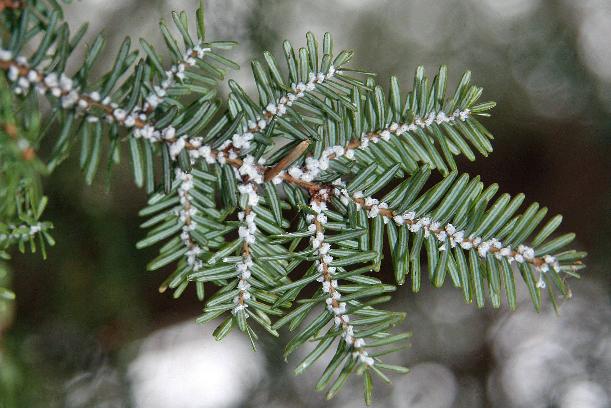 close up of pine tree afflicted with Hemlock Woolly Adelgids