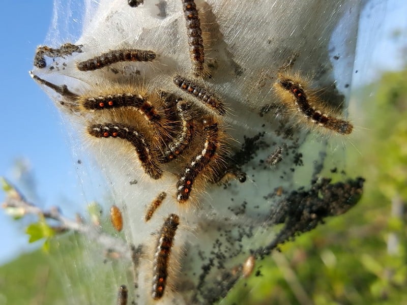 brown tail moth caterpillars