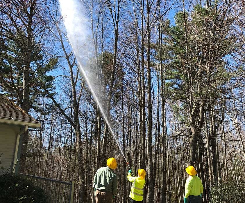 workers spraying water at trees