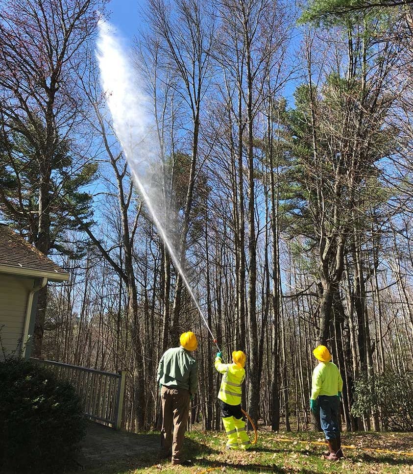 workers spraying water at trees